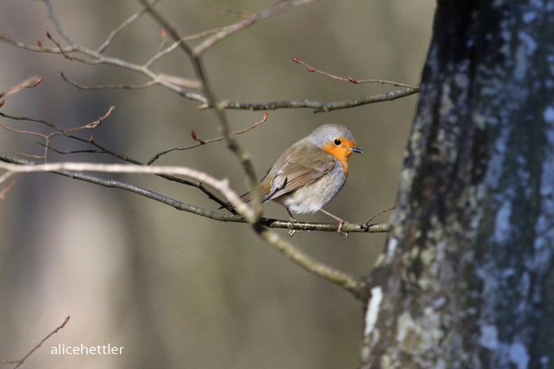 Rotkehlchen (Erithacus rubecula)